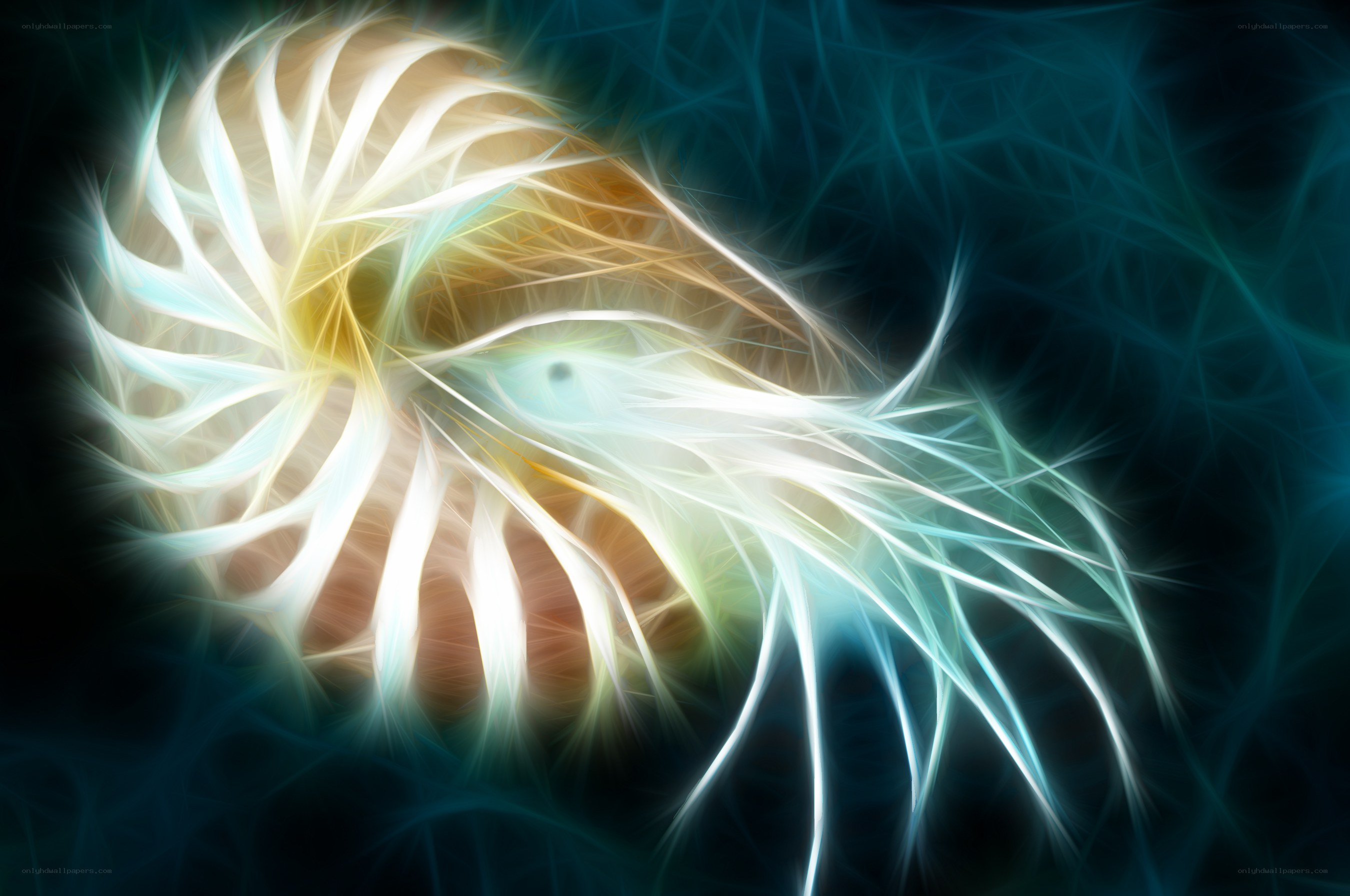 Fractal nautilus shell