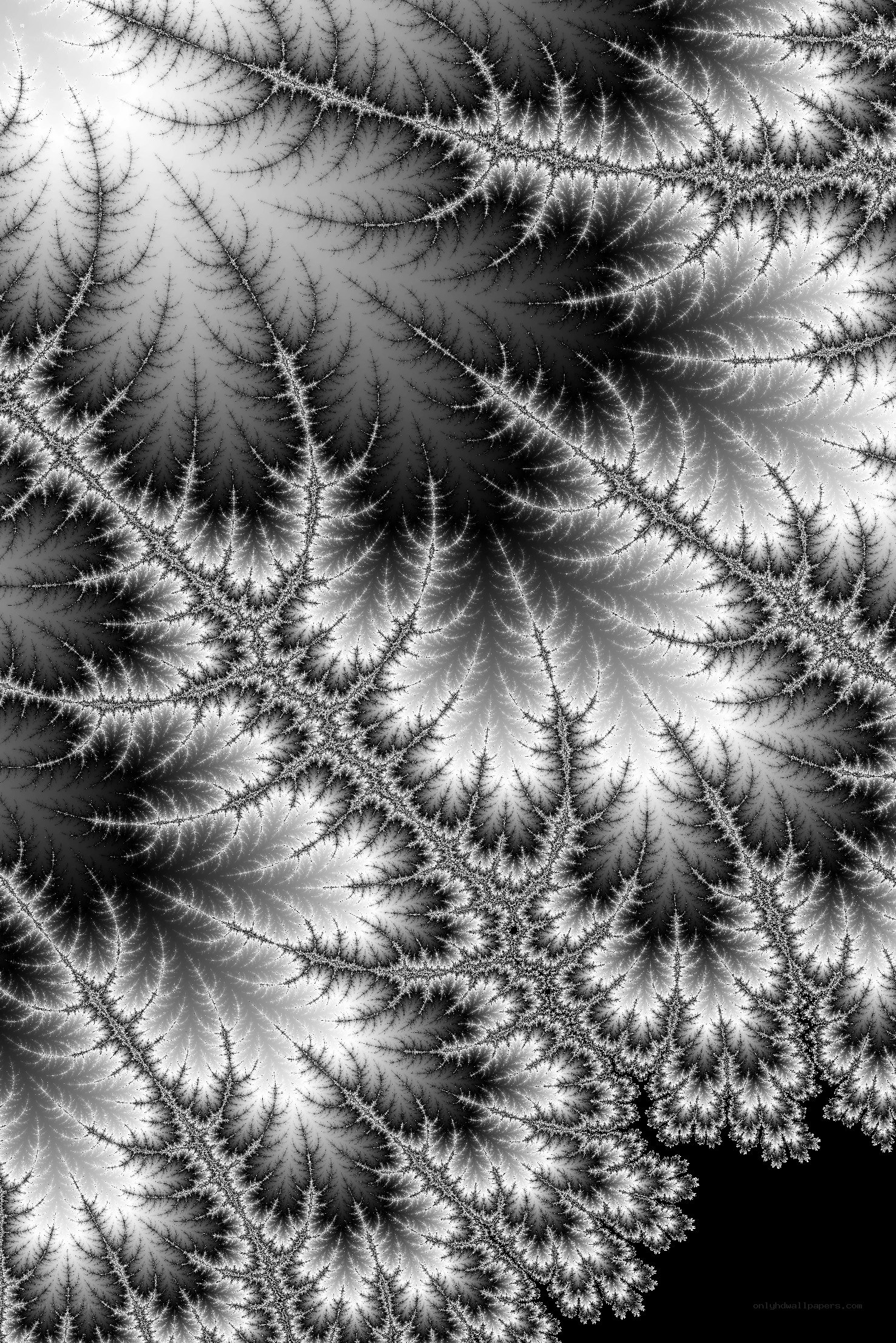 fractal pattern with intricate branches