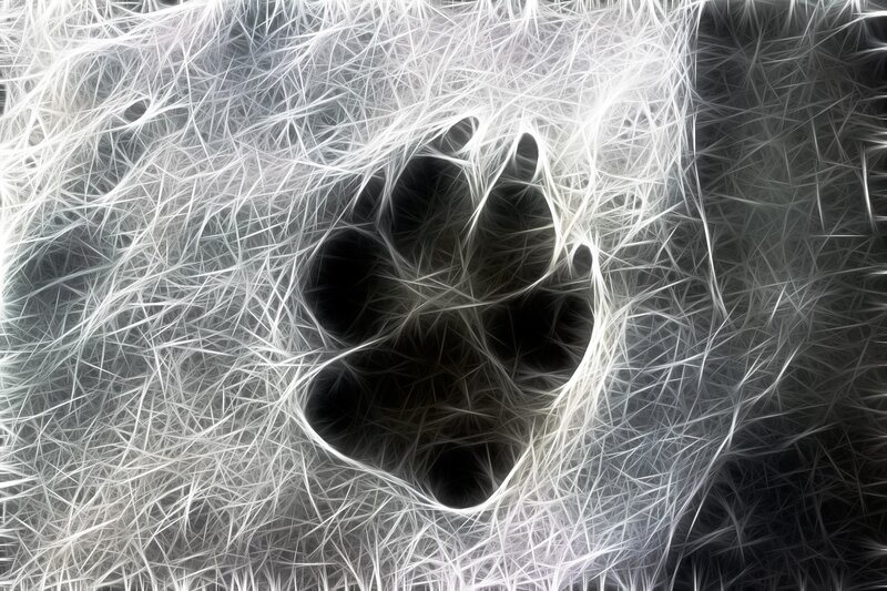 fractal paw print design
