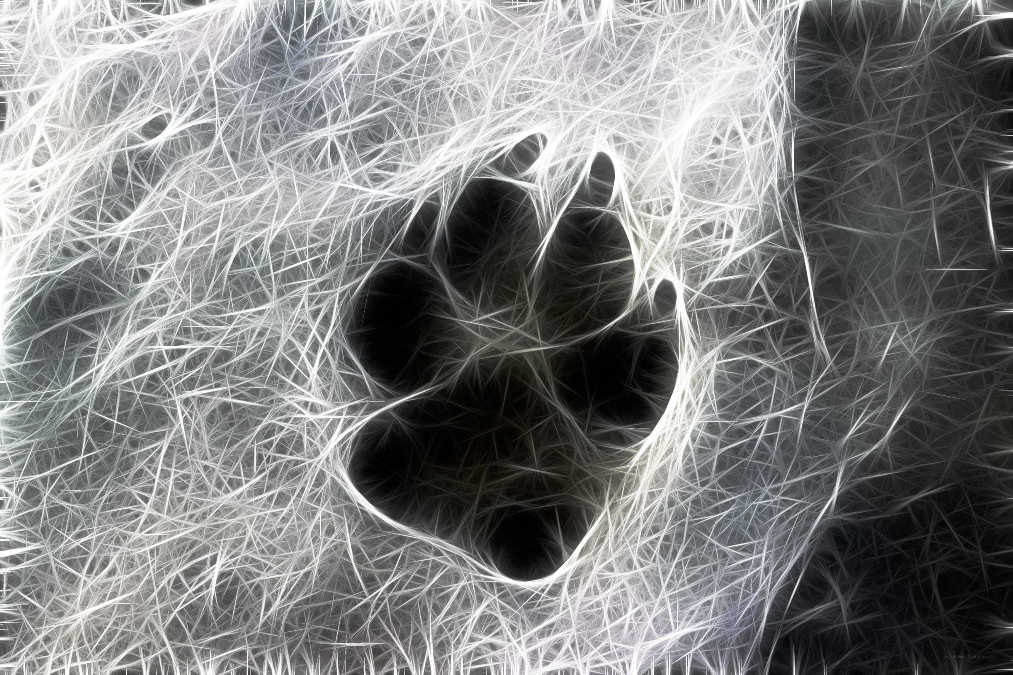 fractal paw print design