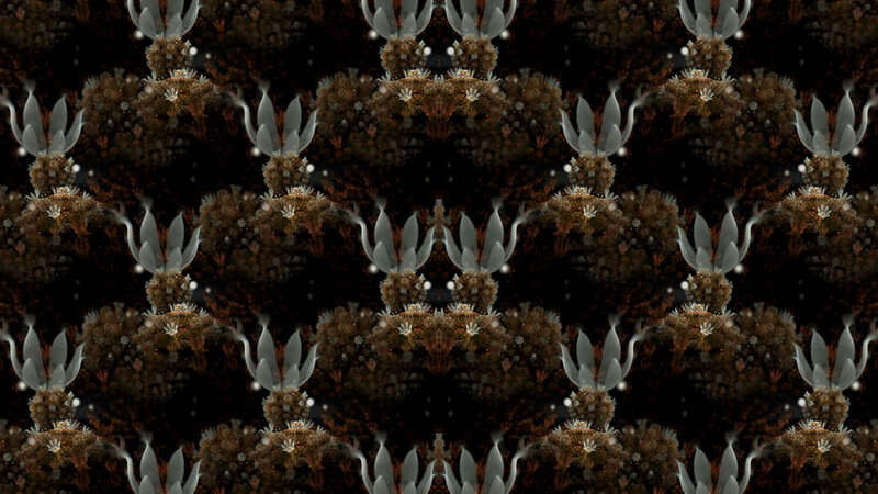 Fractal Plant Patterns