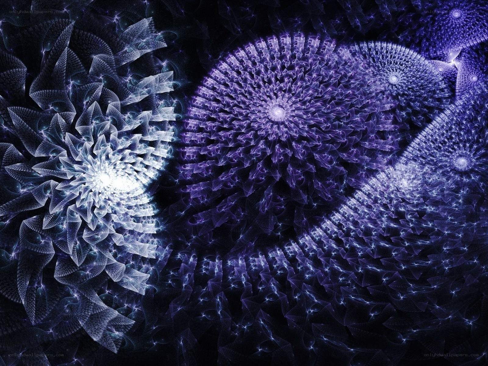 fractal purple and white patterns