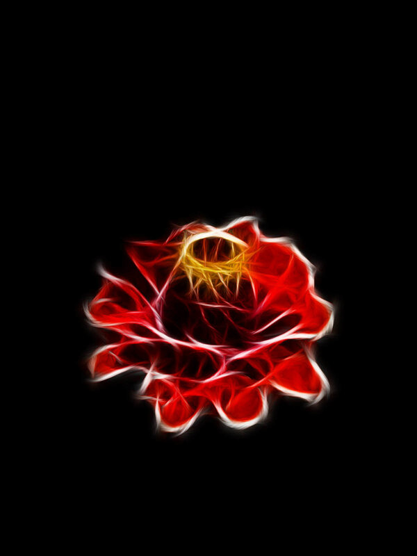 fractal red rose