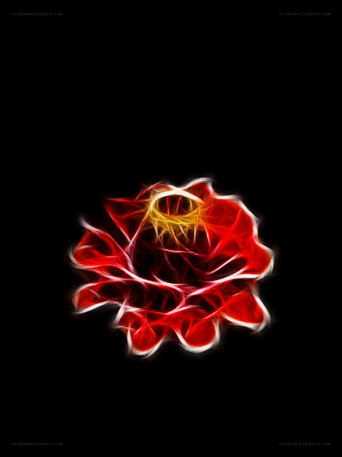 fractal red rose