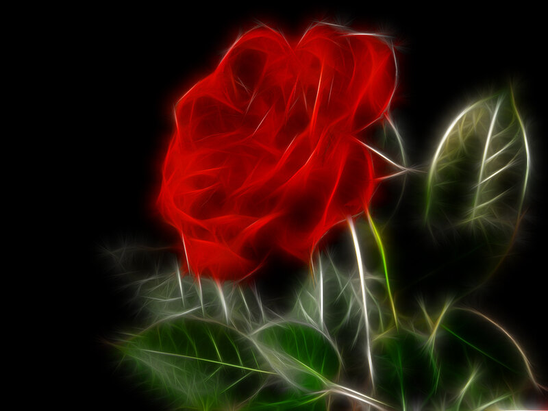 fractal red rose