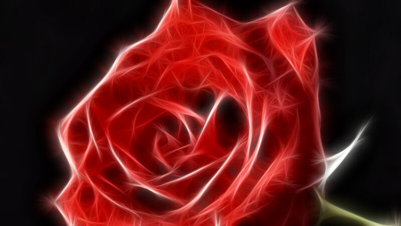 Fractal Red Rose — Dramatic