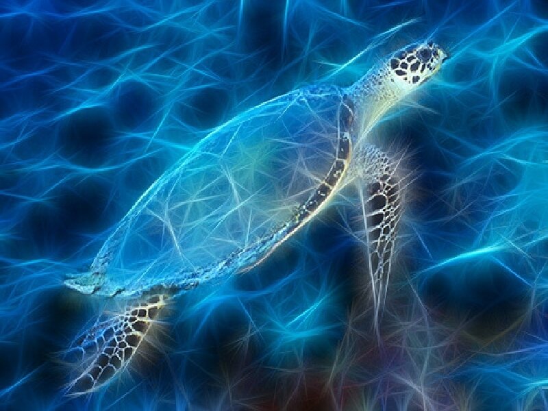 fractal sea turtle art