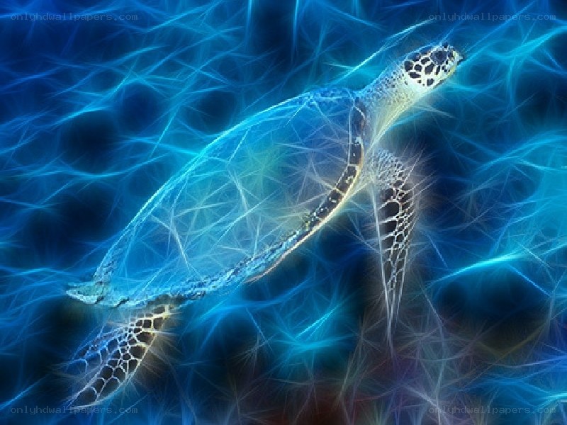 fractal sea turtle art