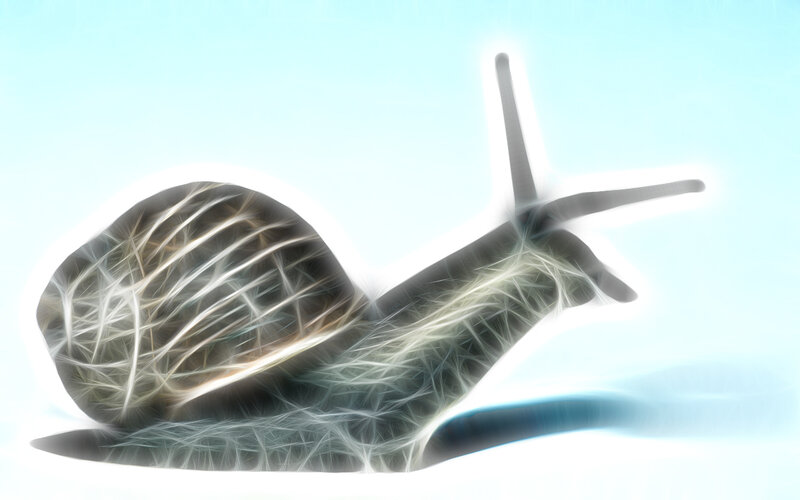Fractal snail illustration