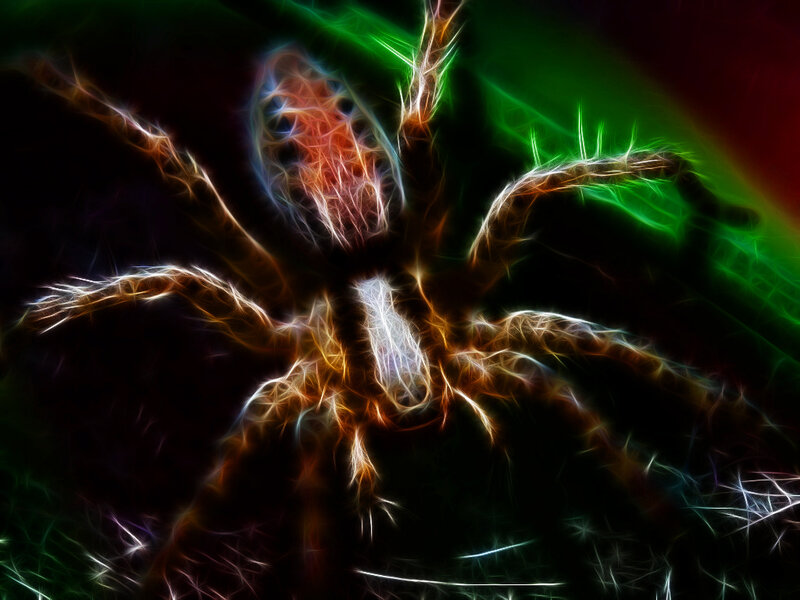 fractal spider art