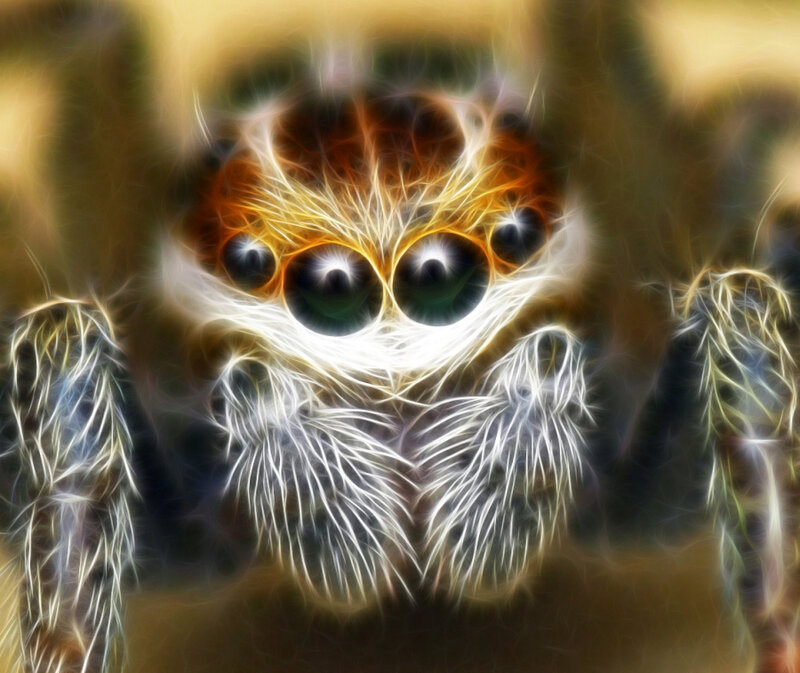 fractal spider close-up