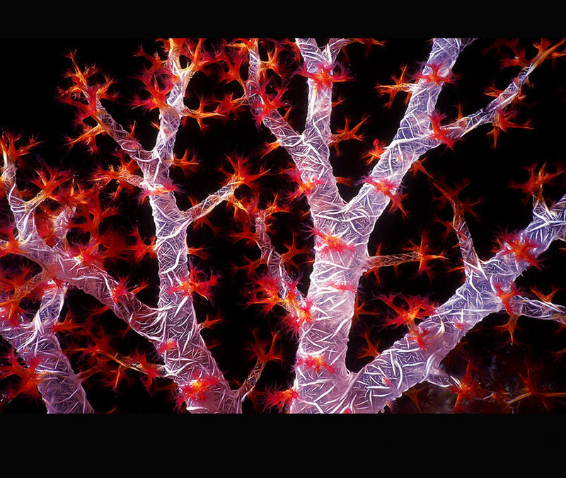 Fractal tree with glowing nodes