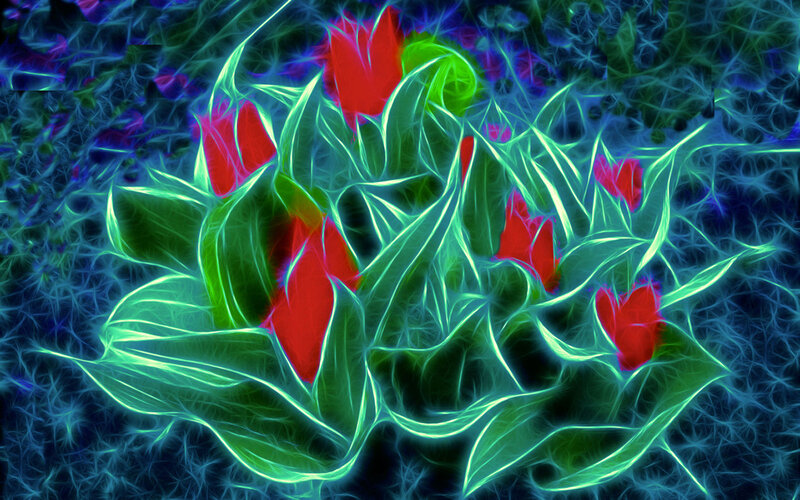 fractal tulip flowers