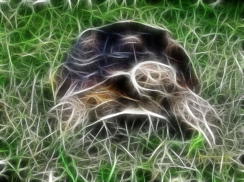 fractal turtle in grass