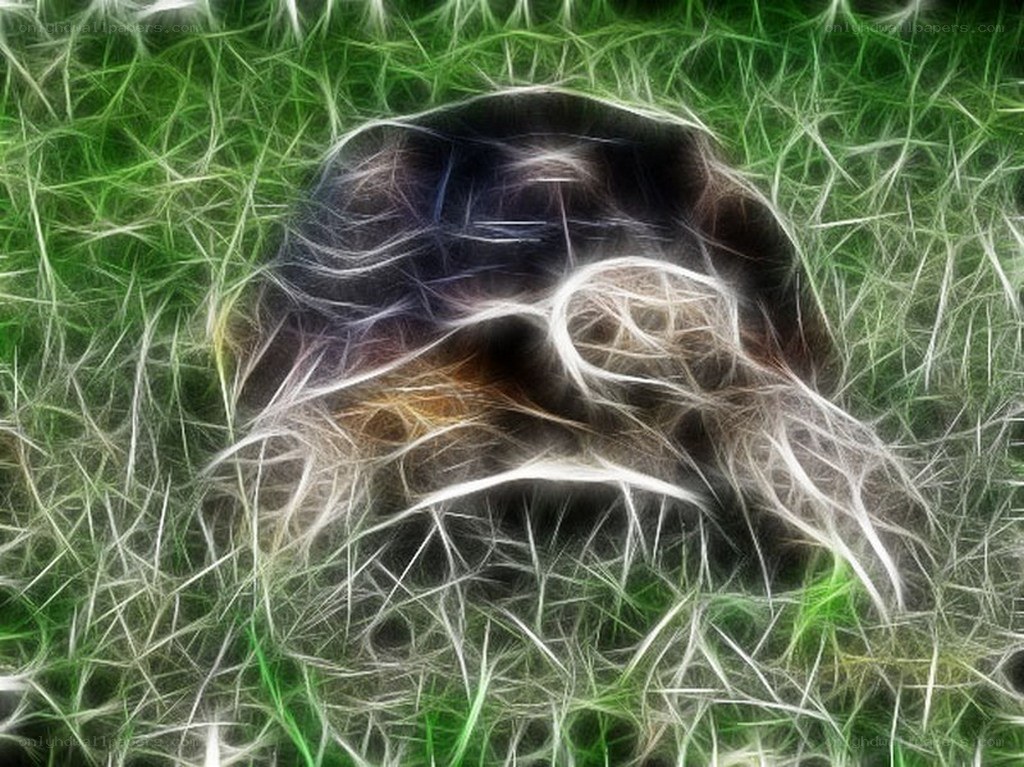 fractal turtle in grass