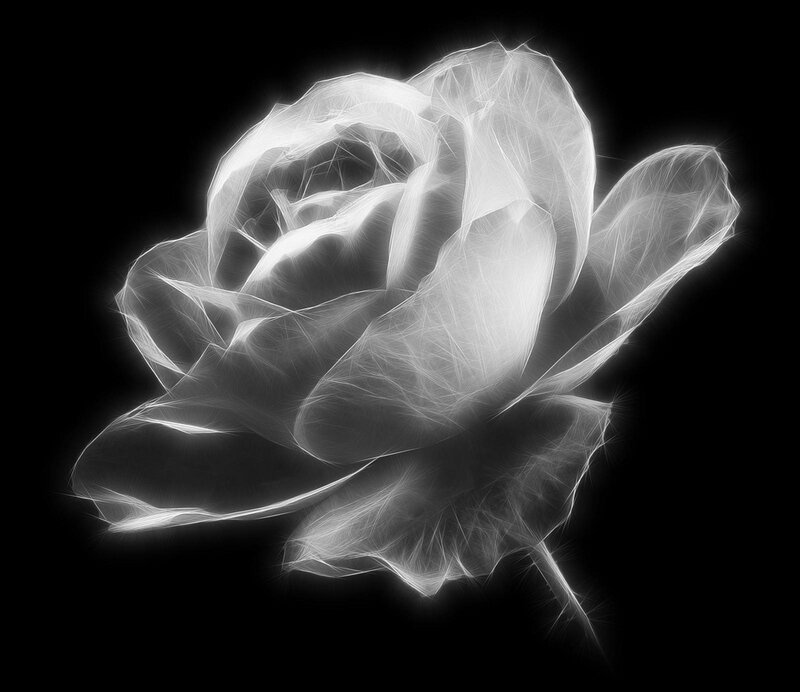 fractal white rose