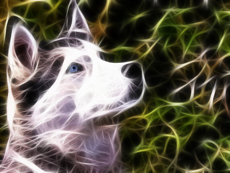 fractal wolf portrait