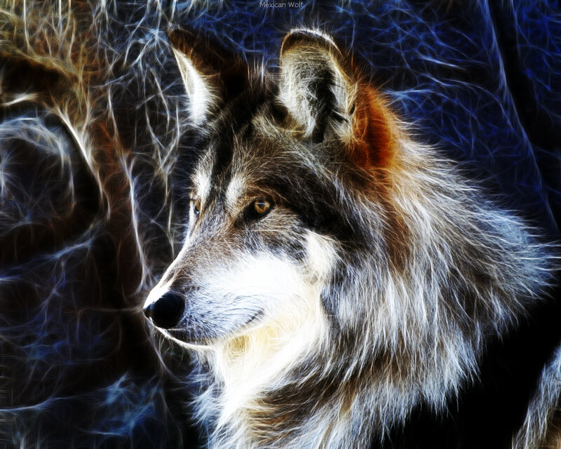 fractal wolf portrait