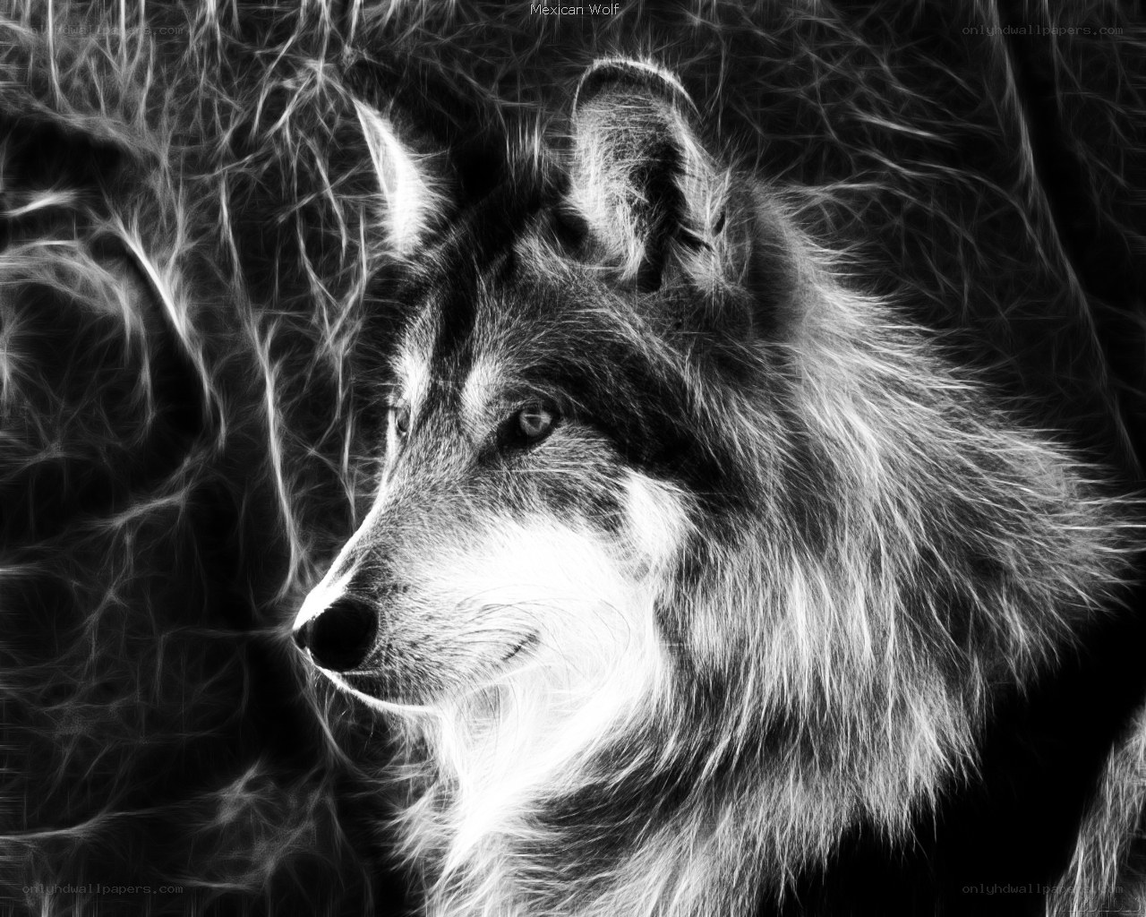 fractal wolf portrait