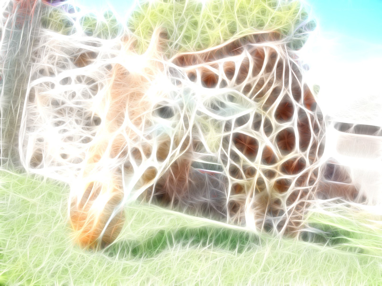 fractured giraffe image