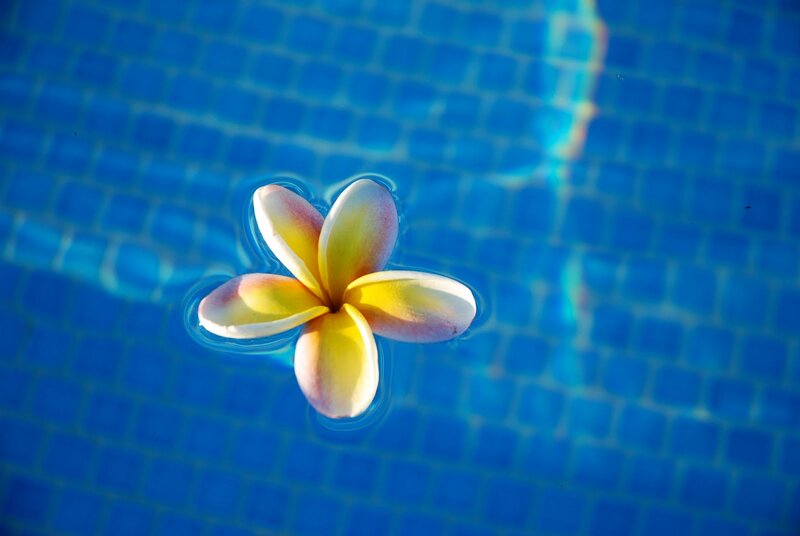 Frangipani Flower Floating — Blue