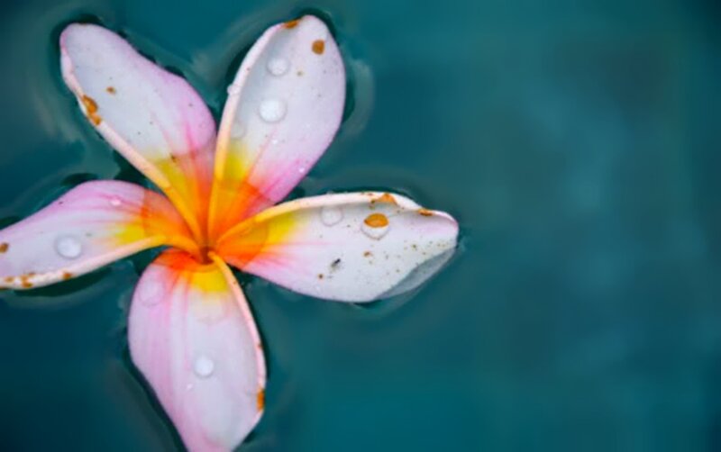 Frangipani Flower Floating