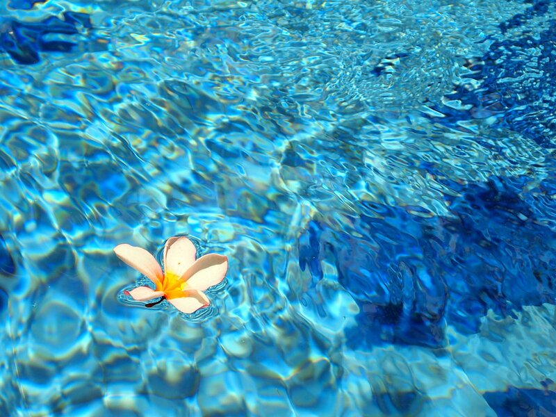 Frangipani Flower in Water