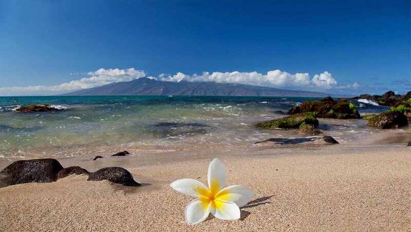 Frangipani Flower on Beach
