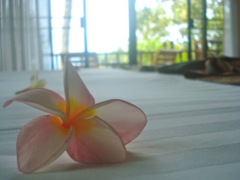 Frangipani Flower on Bed