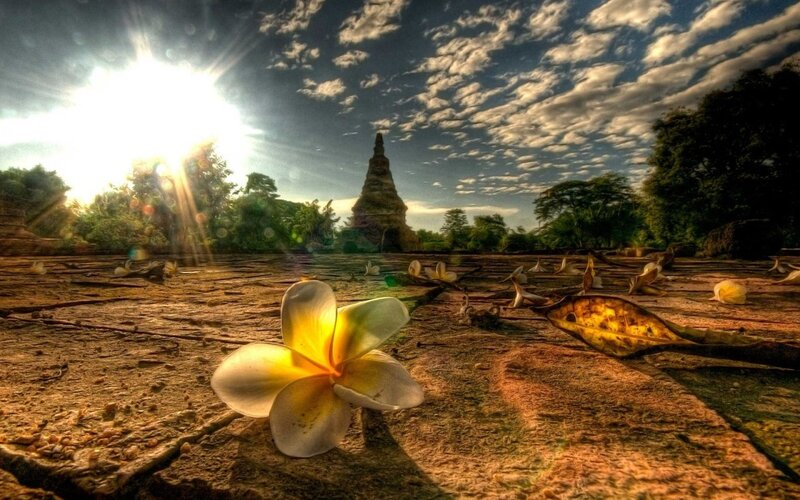 Frangipani Flower on Ground — Yellow