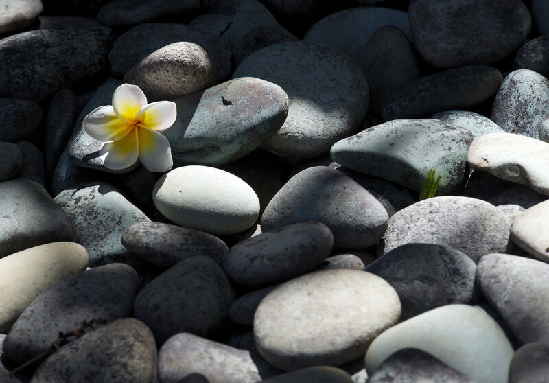 Frangipani Flower on Pebbles