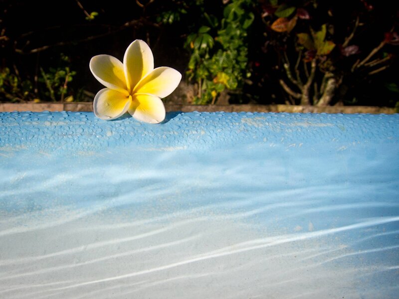 Frangipani Flower on Pool Edge