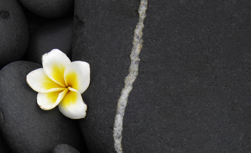 Frangipani Flower on Rocks — Black