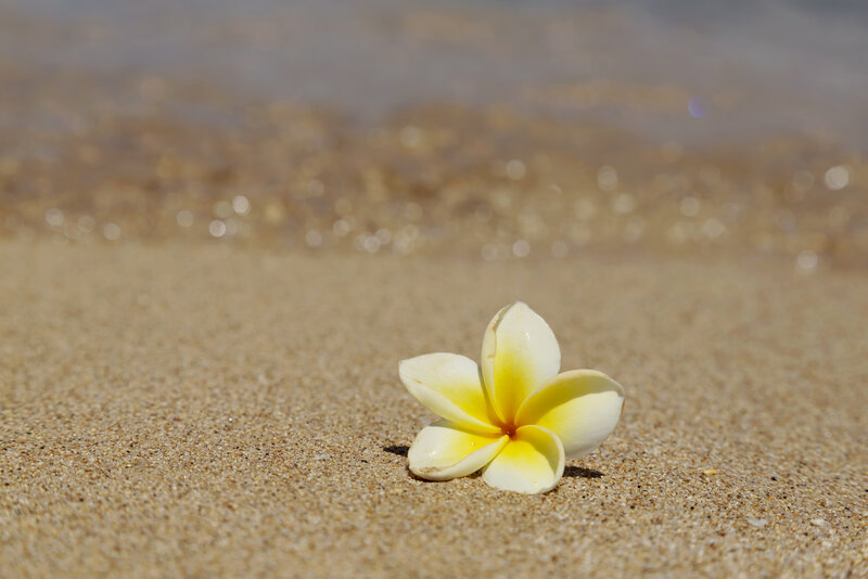 Frangipani Flower on Sand