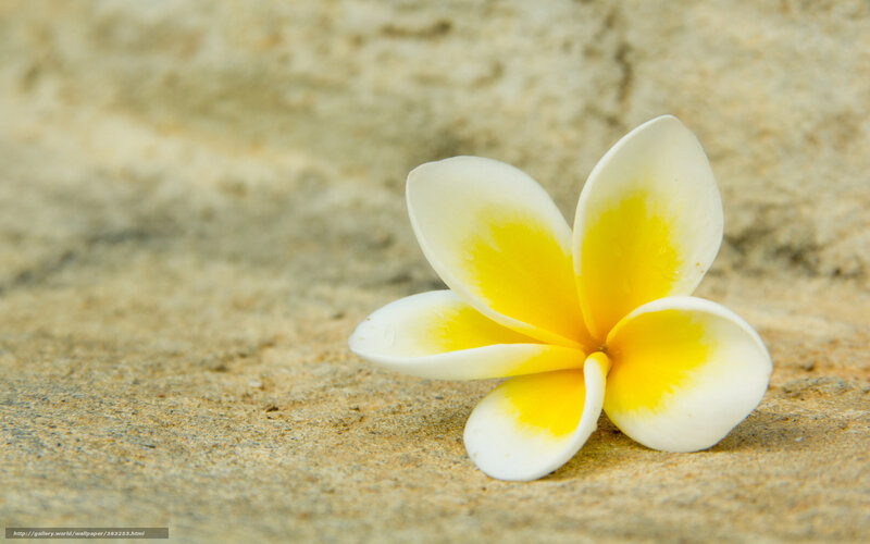 Frangipani Flower on Sand — White