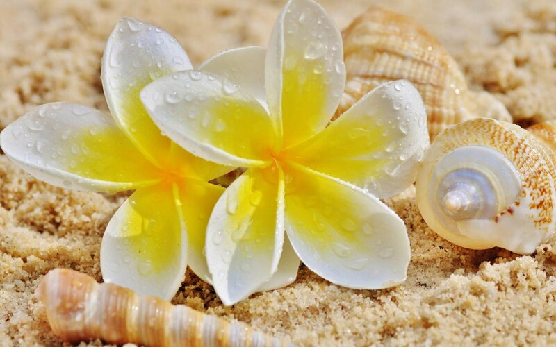 Frangipani Flower on Sand — Yellow, Serene