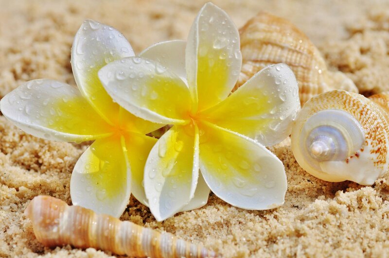 Frangipani Flower on Sand — Yellow