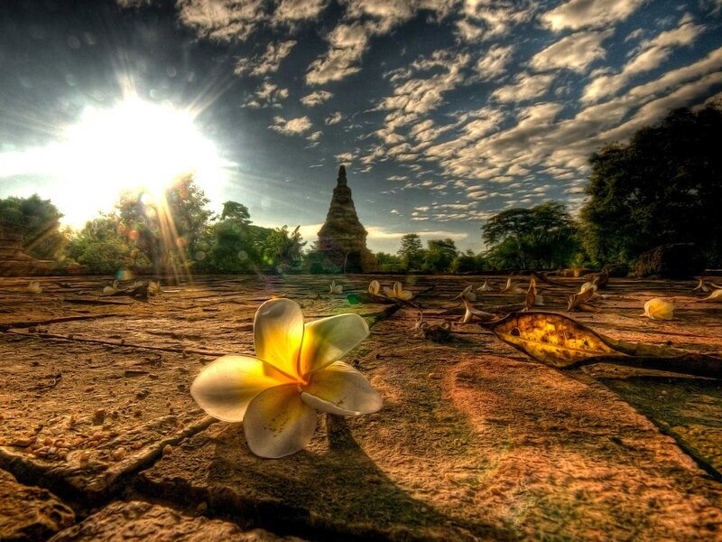 Frangipani Flower on Stone — Yellow