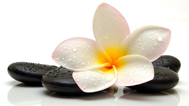 Frangipani Flower on Stones — White, Serene