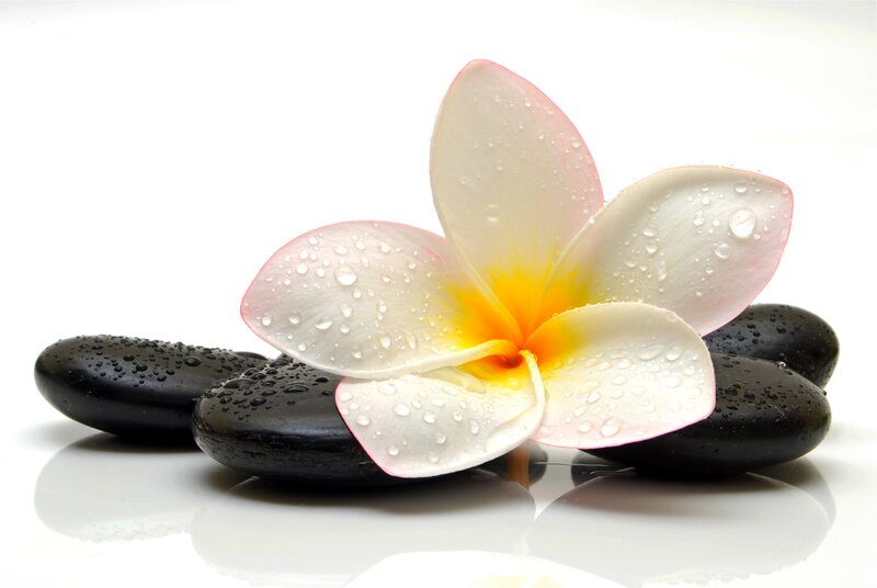 Frangipani Flower on Stones — White