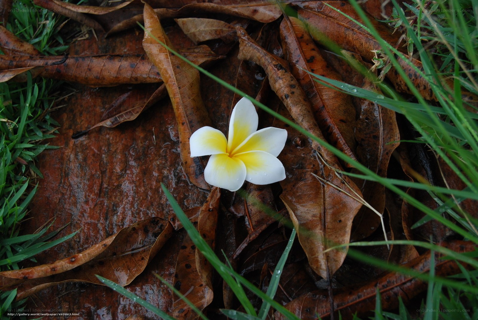 frangipani flower on wet leaves