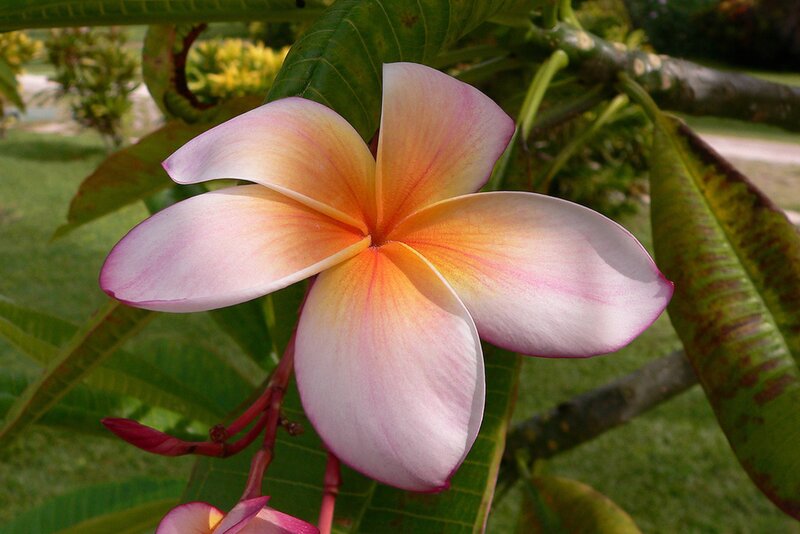 Frangipani Flower — Pink