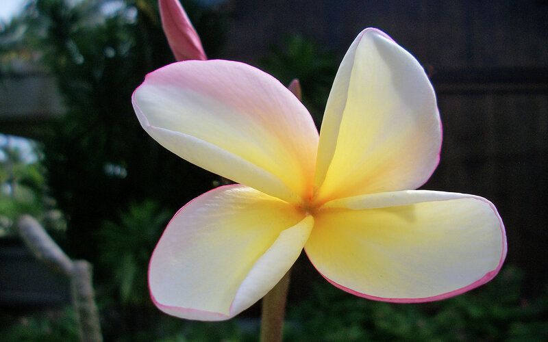 Frangipani Flower