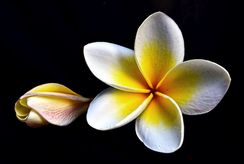 Frangipani Flower — White, Dramatic