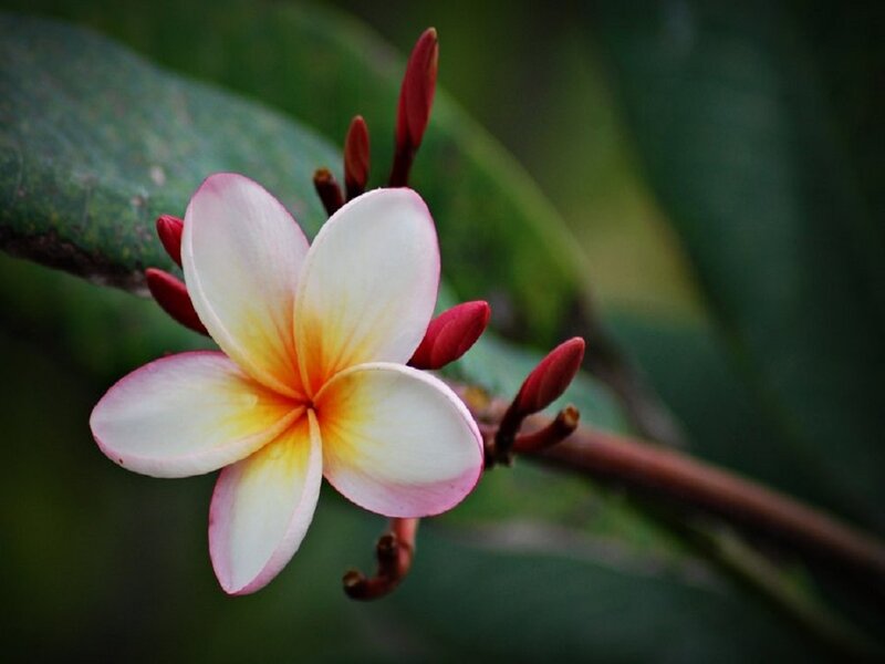 Frangipani Flower — White, Serene