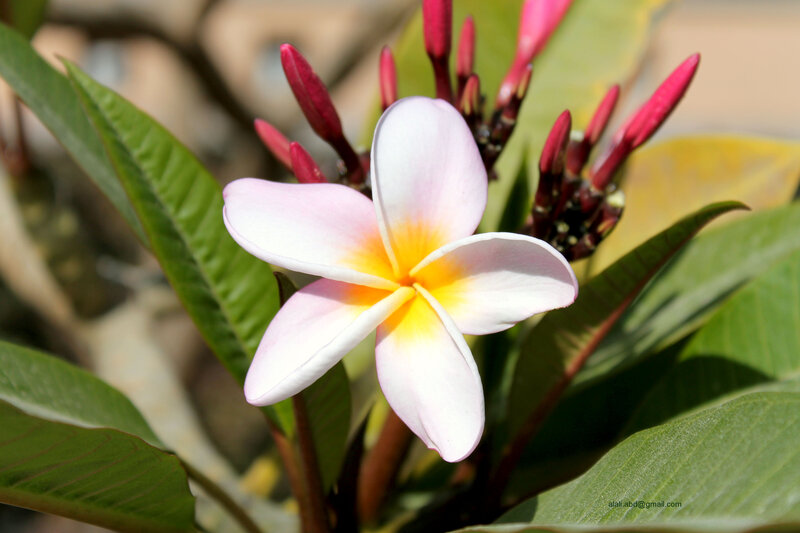 Frangipani Flower — White