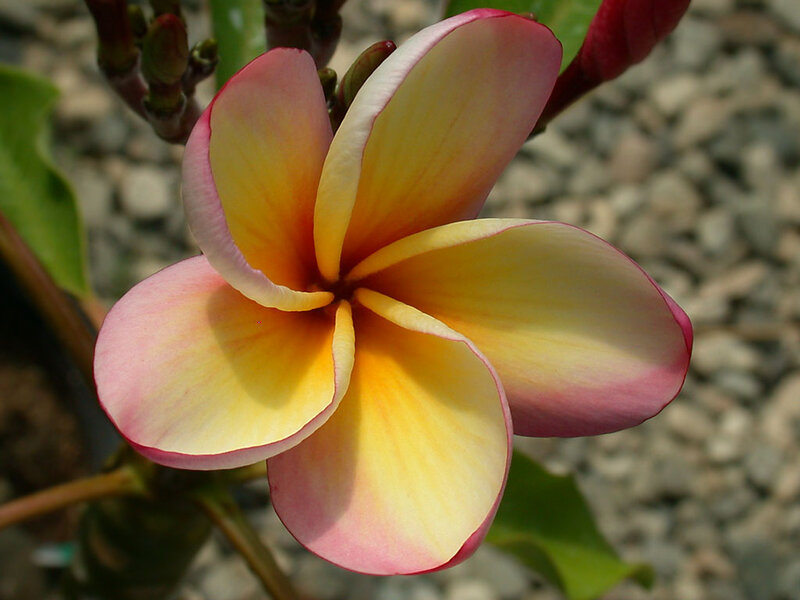 Frangipani Flower — Yellow, Calm
