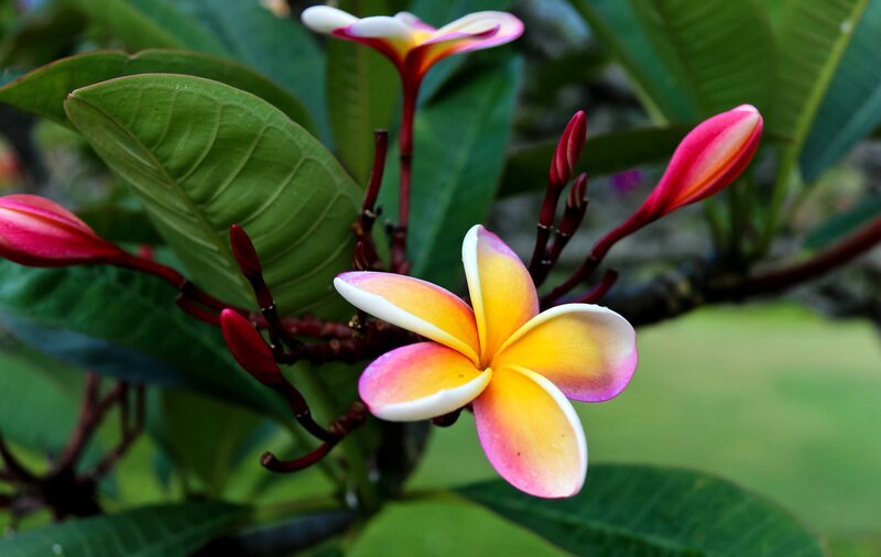 Frangipani Flower — Yellow, Serene