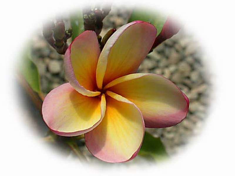 Frangipani Flower — Yellow