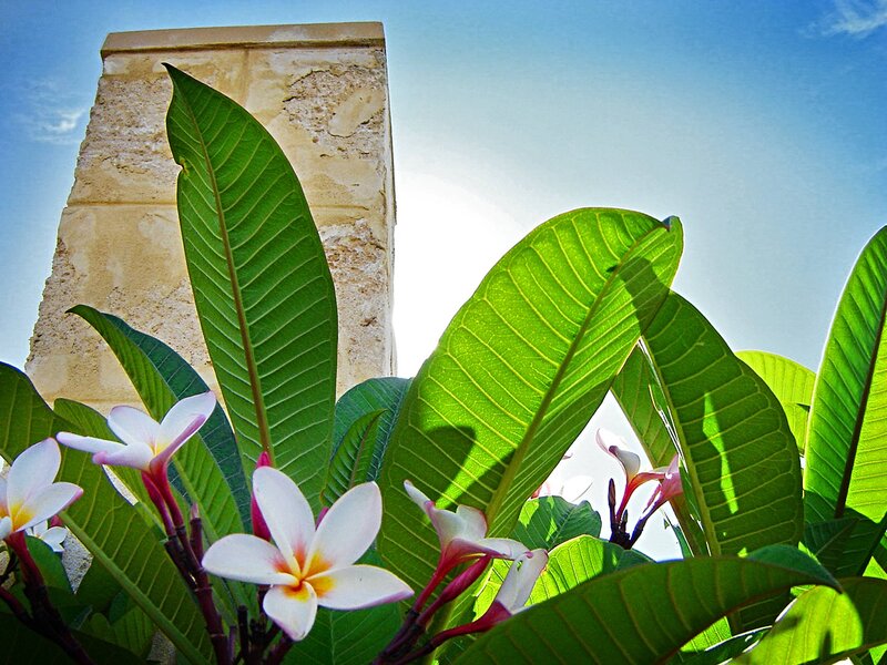 Frangipani Flowers and Leaves — Green